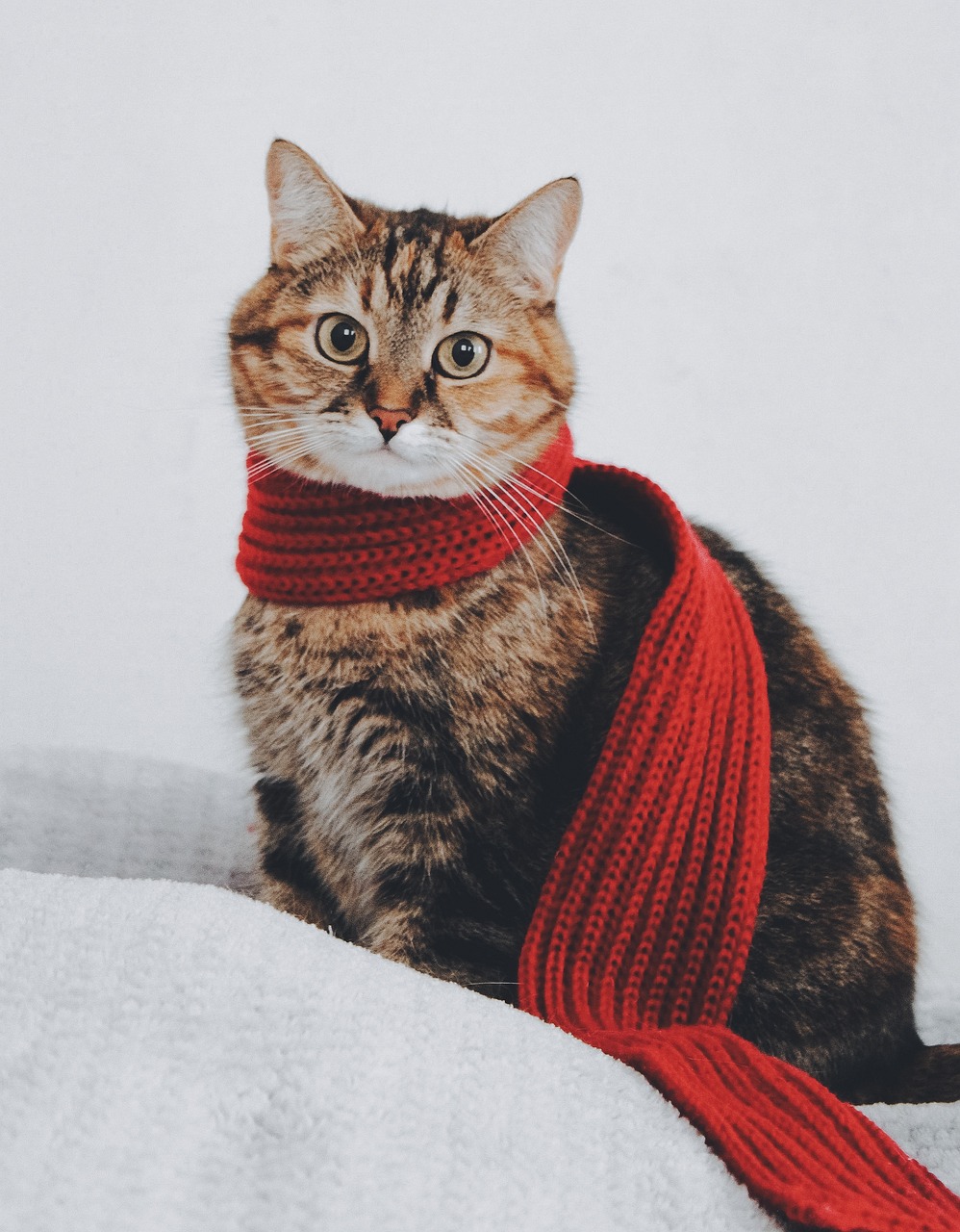 cat, scarf, tabby-5767334.jpg